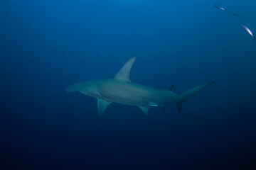 Obraz premium Great hammerhead during dive. Sharks in South Africa. Marine life in Indian ocean. 