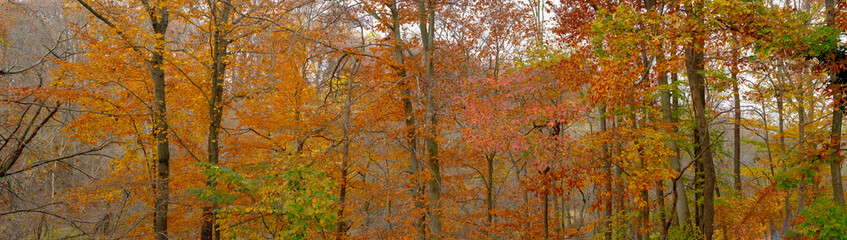 Panoramic image of a Northeaast forest during autumn colors
