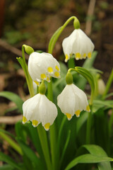 Spring snowflake in the forest