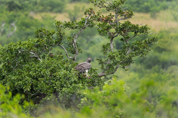 Martial eagle with prey. Eagle during safari in Hluhluwe and Imfolozi park reserve. African biggest eagle.