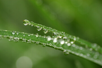 Water drops on a grass after rain