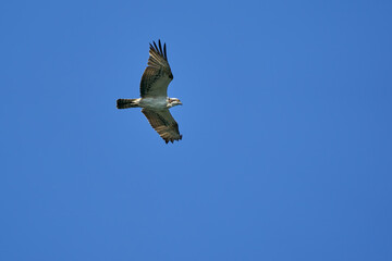 Osprey flying with outstretched wings