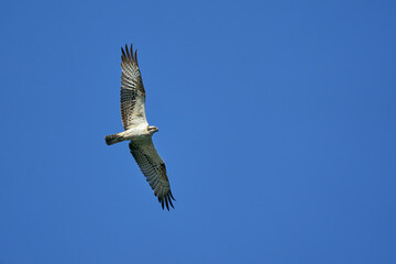 Osprey flying with outstretched wings
