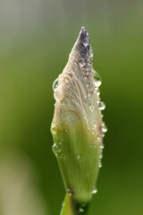 Close up of Iris in the garden