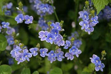 Wild germander speedwell in spring 