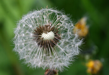 Close up of dandelion seeds 