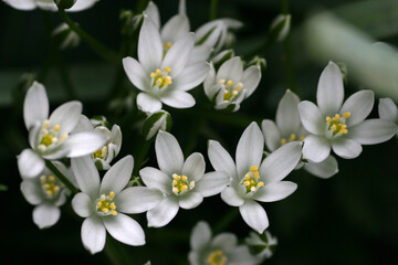 Ornithogalum umbellatum common name - garden star-of-Bethlehem in the mountains