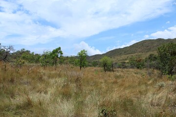 Obraz premium landscape with trees