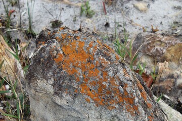 moss on stone