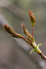 Fototapeta premium Bud of a tree in the forest