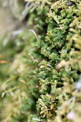 Wild moss in the forest