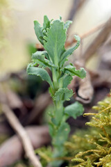 Young spring flowers in the forest