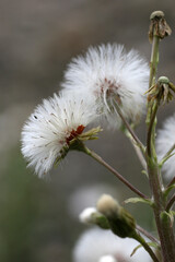 Close up of dandelion in the forest