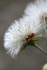 Close up of dandelion in the forest
