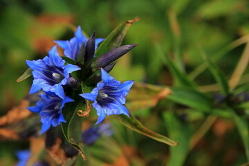 Willow gentian in the mountains