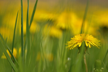 Dandelion flowers in the meadow