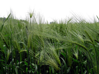 Fototapeta premium Green wheat after rain, macro photography