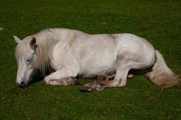 white horse grazes and relaxes in green beautiful surroundings