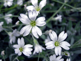Cerastium tomentosum - snow-in-summer in the garden