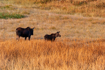 Fototapeta na wymiar Moose Mother And Her Calf in Yellowstone