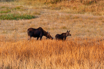 Moose Mother And Her Calf in Yellowstone