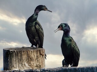 Pelagic cormorant perched on wooden piles along the coast of Sidney BC