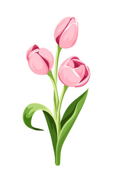 Vector bouquet of three pink tulip flowers isolated on a white background.