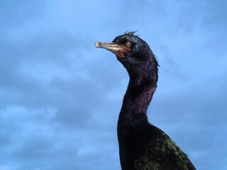 Pelagic cormorant perched on wooden piles along the coast of Sidney BC