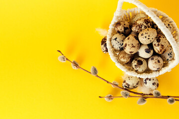 Yellow background with white straw basket full of quail eggs, and pussy willow branch with copy space. Empty place for text. Mockup design of Easter holiday. Handmade decoration. Healthy food product