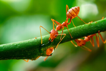red ant, action ant drinking water drop on the branch big tree, in garden among green leaves blur background, selective eye focus and black backgound, macro