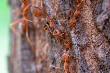 red ant action team work for foods on the bark, select eye focus and blur arround, macro