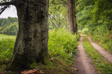 An empty country road among green trees