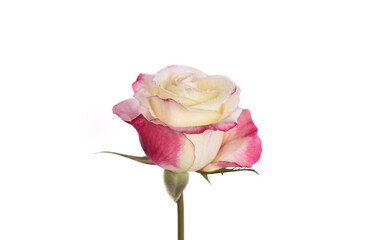 pink rose isolated on white