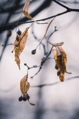 Autumn Leaf © Sebastian