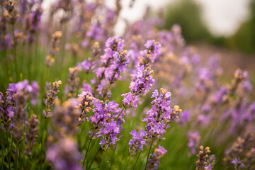 Beautiful blooming lavender shrubs