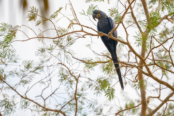 The Hyacinth macaw (Anodorhynchus hyacinthinus)
