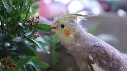 red and green parrot