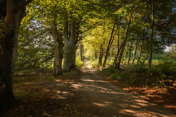 A forest road between trees on a warm autumn day