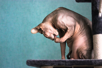 Canadian Sphynx cat washing his face with a paw sitting on a scratching tower against a blue wall....