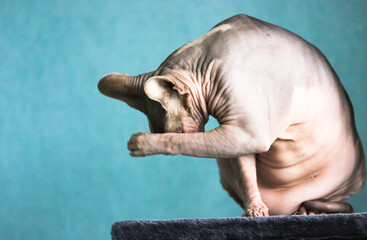 Canadian Sphynx cat washing his face with a paw sitting on a scratching tower against a blue wall. Bald cat with wrinkled skin covers his face with his paw. Hypoallergenic pets at home. Place for text