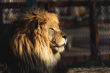 Lion Facing the Morning