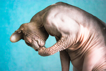 Naklejka premium Canadian Sphynx cat sitting and washing his face with a paw against a blue wall. A bald muscular cat with wrinkled skin close-up. Hypoallergenic unusual beautiful pets at home. Place for your text.