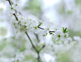 White cherry blossoms.