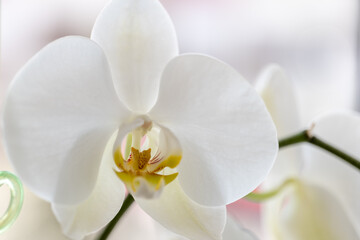 blooming orchid on a light background