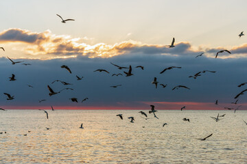 Flock of gulls at Black Sea. Beautiful seascape of seagulls at sunset.