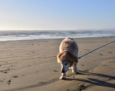 Cute Golden Retriever dog at the beach