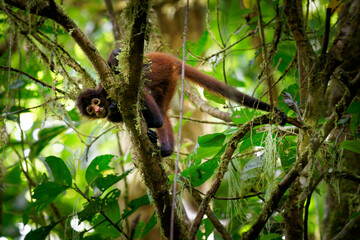 Geoffroys spider monkey - Ateles geoffroi also black-handed spider monkey or the Central American spider monkey, a type of New World monkey from Central America, Mexico Colombia