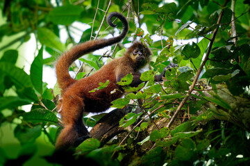 Geoffroys spider monkey - Ateles geoffroi also black-handed spider monkey or the Central American...