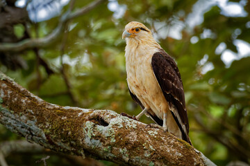 Yellow-headed Caracara - Milvago chimachima is a bird of prey in the family Falconidae. It is found in tropical and subtropical South America and the southern portion of Central America.