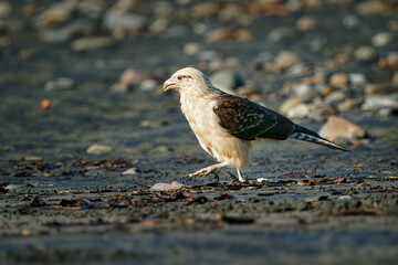 Yellow-headed Caracara - Milvago chimachima is a bird of prey in the family Falconidae. It is found in tropical and subtropical South America and the southern portion of Central America.